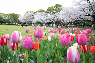 入船公園の桜写真１