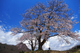 黒岩の夫婦桜写真１