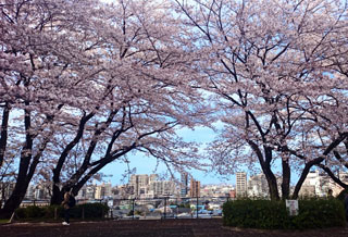 聖蹟桜ヶ丘の桜写真１