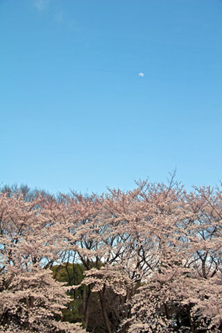 駒場公園の桜写真１
