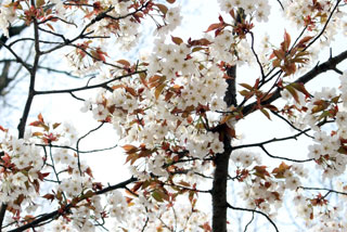 高尾山の桜写真１