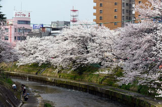 いたち川公園の桜写真２