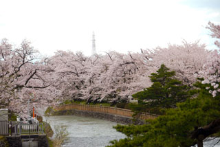 常西用水プロムナードの桜写真１