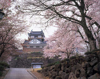 越前大野城（亀山公園）の桜写真１