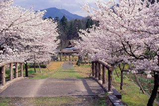 越前の里・味真野苑の桜写真１