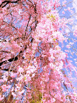 退蔵院の桜写真１