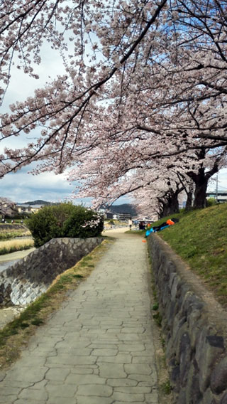 高野川堤の桜写真１