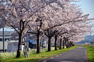 石川河川敷堤防の桜写真１