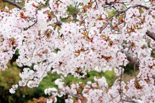 花博記念公園鶴見緑地の桜写真１