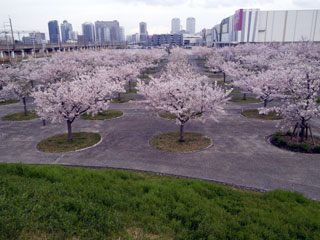 さくら広場（幕張）の桜写真１
