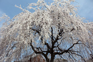 本満寺の桜写真１
