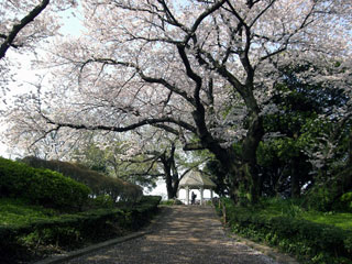山手公園の桜写真１