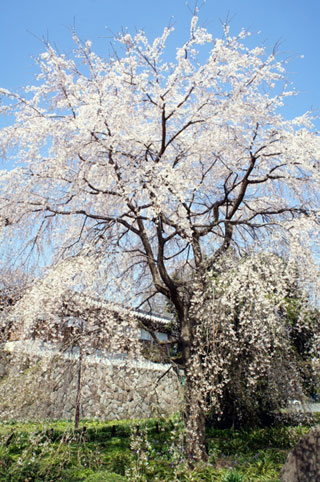 東郷寺の桜写真１