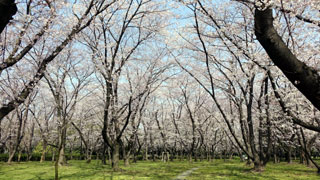 庄内緑地公園の桜写真１