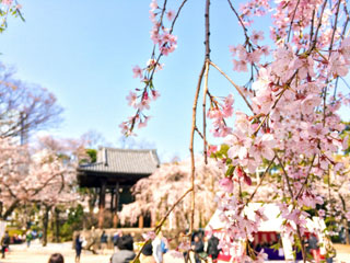 増上寺の桜写真１