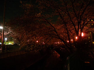 麻生川の桜写真１