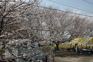 走水水源地の桜写真１