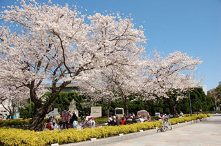 ヴェルニー公園の桜写真１