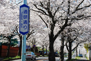 通研通りの桜写真１