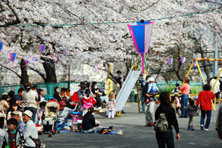 南郷公園の桜写真１