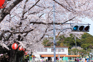 根岸公園（交通公園）の桜写真１