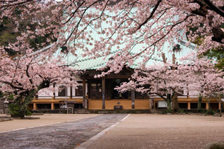 光明寺の桜写真１
