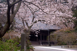 妙本寺の桜写真１