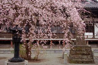 本覚寺の桜写真１