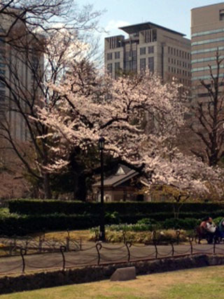 日比谷公園の桜写真１