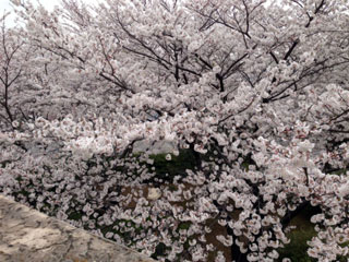 山下公園の桜写真２