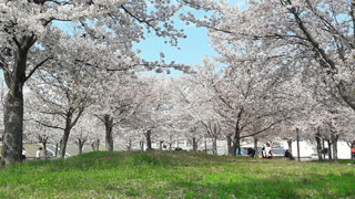 さくら広場（門真）の桜写真１