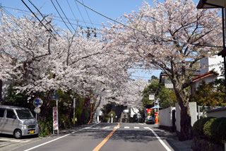 鎌倉山桜並木写真１
