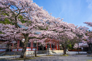鞍馬寺の桜写真１