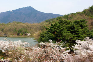 宝ヶ池の桜写真１