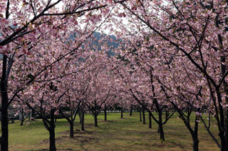 親水公園の桜写真２