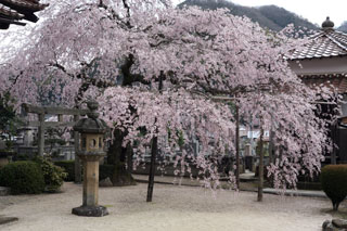 永大院の桜写真１