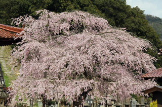 永大院の桜写真２
