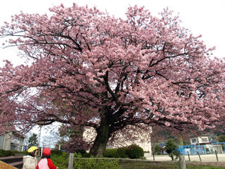 防府市立向島小学校の桜写真２