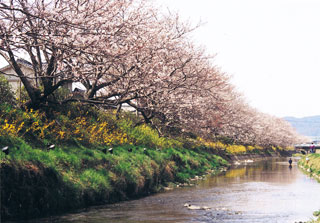 切戸川の桜写真１