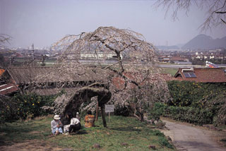 南明寺の桜写真１