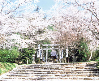 木戸神社の桜写真１