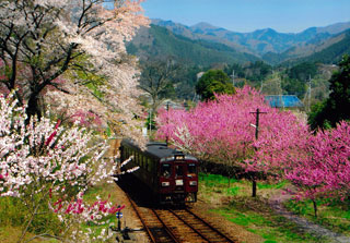 わたらせ渓谷鐵道の桜写真２