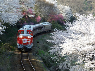 わたらせ渓谷鐵道の桜写真１