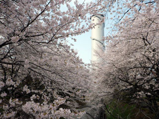 佐久発電所の桜写真１