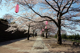 渋川市総合公園の桜写真１