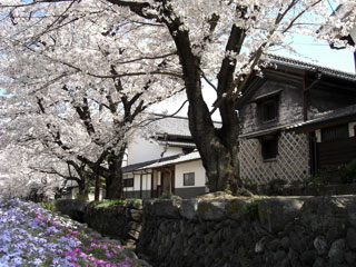 城下町小幡の桜写真１