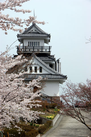 牛伏山自然公園の桜写真１