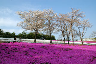 八王子山公園（太田市北部運動公園）の桜写真２
