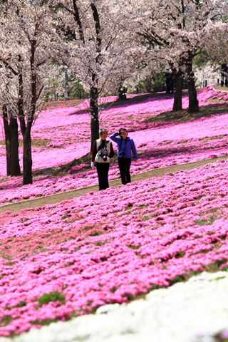 八王子山公園（太田市北部運動公園）の桜写真１