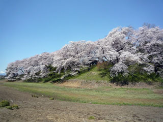 七輿山古墳の桜写真２